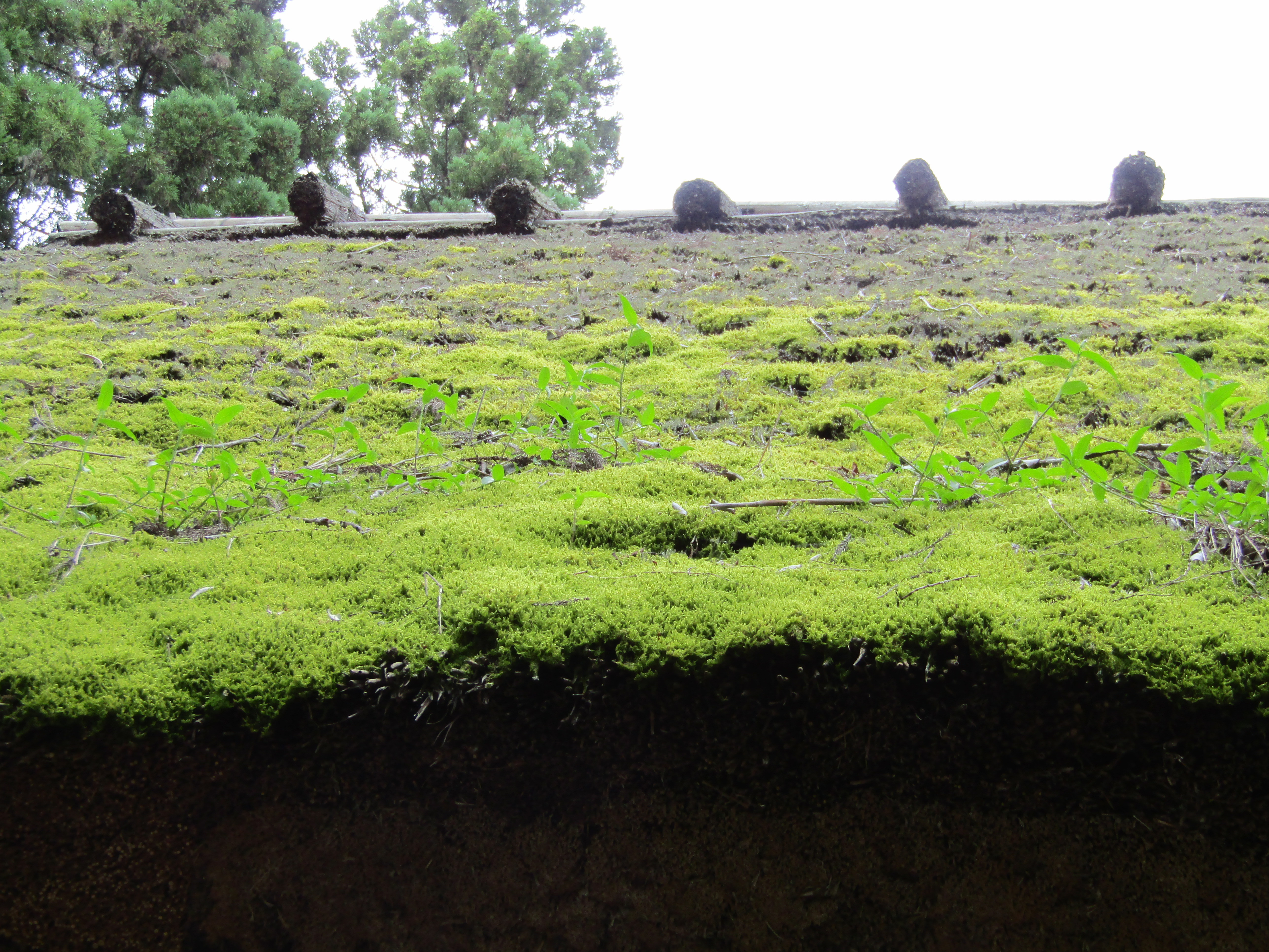 法明寺薬師堂・苔むした茅葺屋根